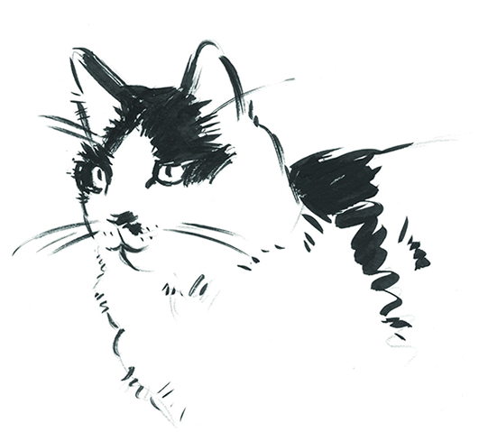 Tuxedo Cat, Pet Portrait, pet portrait pricing, family and pet portraits, flying fur pet portraits, pet photo portraits, contemporary pet 