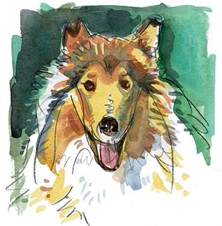 Collie, Pet Portrait, whimsy, art, sketch, paint, painting, watercolor pet portraits, etsy pet portraits, pet portrait paintings, custom pet 