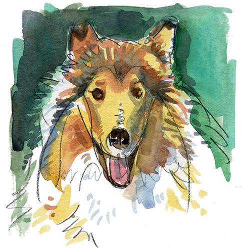 whimsy, art, sketch, paint, painting, watercolor, watercolor artist, unique, color, gestural, likeness, portrait, portraiture, pet